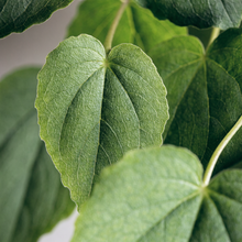 Epimedium brevicornum (Horny Goat Weed)